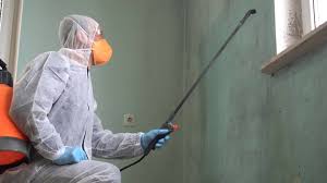  Brownsville, TX Mold Remediation Pros