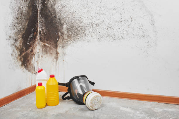 Best Basement Mold Removal  in Brownsville, TX