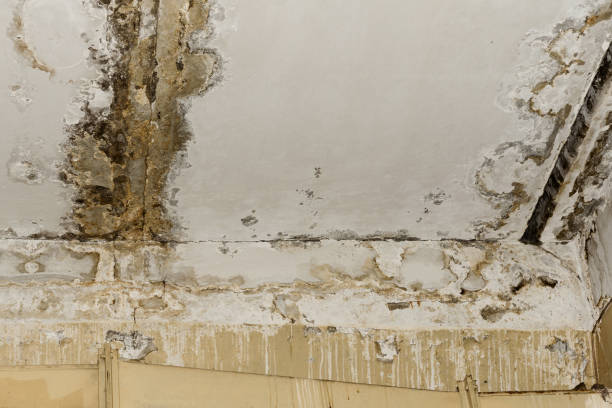 Mold Documentation for Insurance Claims in Brownsville, TX